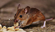Find Exterminators in Lenoir County